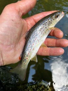 Brown Trout