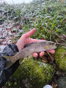 Brown Trout