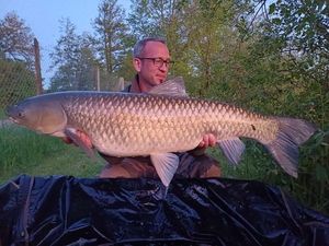 Grass Carp