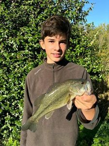 Largemouth Bass