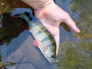 European Perch