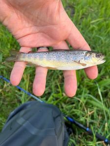 Brown Trout