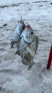 White Seabream