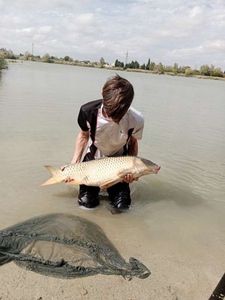 Common Carp