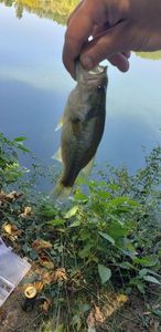 Smallmouth Bass