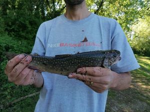 Brook Trout