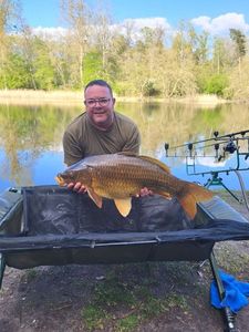 Common Carp