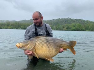 Common Carp