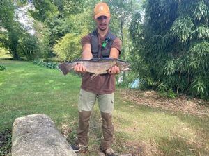 Brown Trout