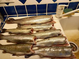 Rainbow Trout