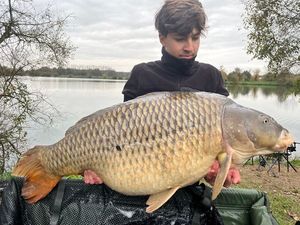 Common Carp