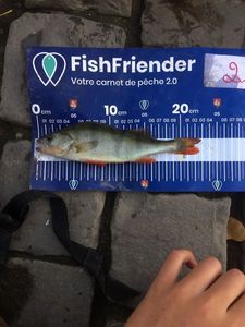European Perch