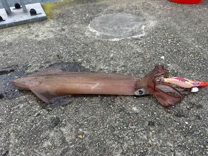 European Squid