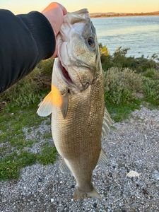 European Bass (Seabass)