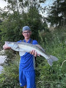 Zander