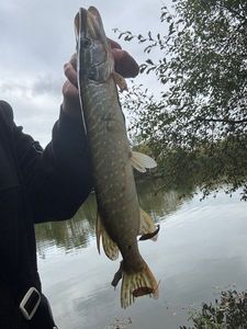 Northern Pike
