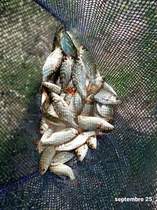 Roach