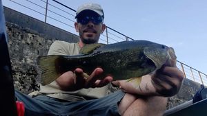 Largemouth Bass