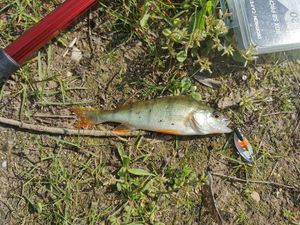 European Perch