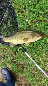 Largemouth Bass
