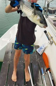 Thicklip Grey Mullet
