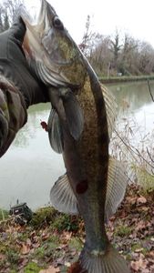 Zander