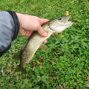 Northern Pike