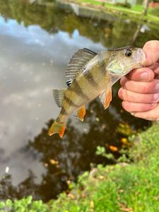 European Perch