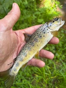 Brown Trout