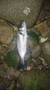 European Bass (Seabass)