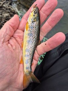 Brown Trout