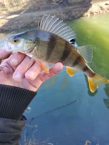 European Perch