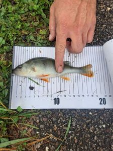 European Perch