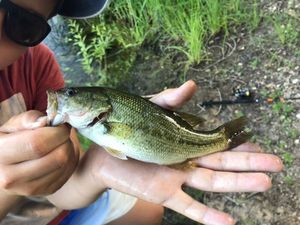 Largemouth Bass