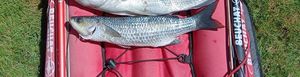 Thicklip Grey Mullet