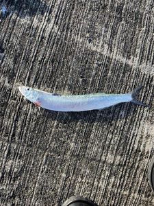 Largehead Hairtail