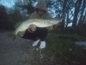Northern Pike