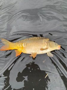 Leather Carp