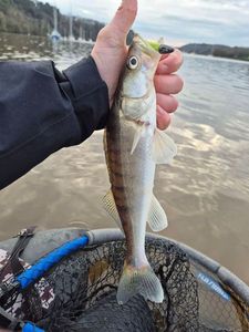 Zander