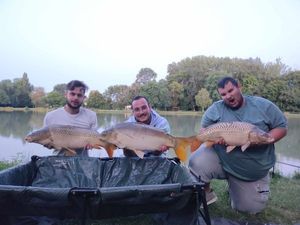 Common Carp
