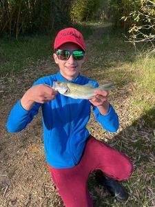 White Bass