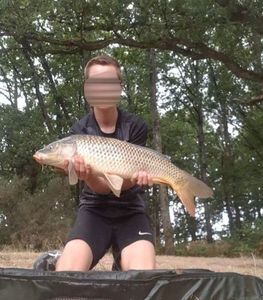 Common Carp