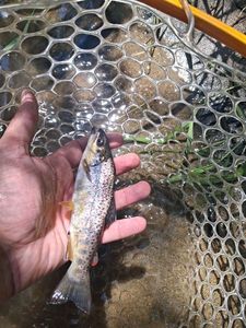 Brown Trout