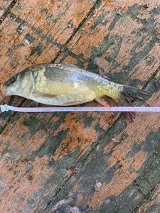 Leather Carp