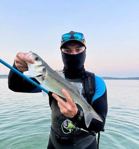 European Bass (Seabass)