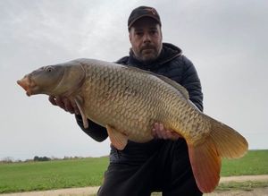 Common Carp
