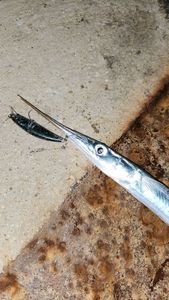 Garfish