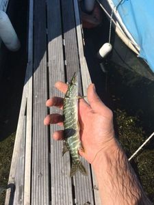 Northern Pike