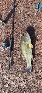 Largemouth Bass