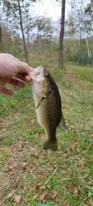 Largemouth Bass